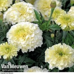 Marigold 'French Vanilla' (Garden Ready) -Plant Seed Store MARI V58417 C