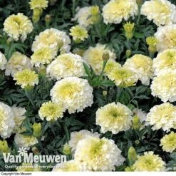 Marigold 'French Vanilla' (Garden Ready) -Plant Seed Store MARI V58417 D