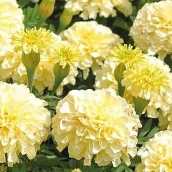 Marigold 'French Vanilla' (Garden Ready) -Plant Seed Store MARI V58417 NOW1
