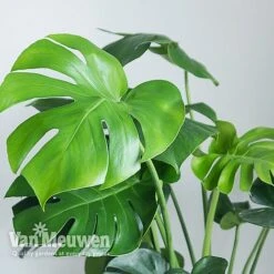 Monstera Deliciosa (House Plant) -Plant Seed Store MONS VKA2925 B