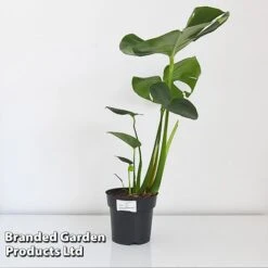 Monstera Deliciosa (House Plant) -Plant Seed Store MONS DELIC17CM T43809