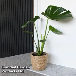 Monstera Deliciosa (House Plant) -Plant Seed Store MONS DELICIOSA T43810