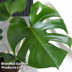 Monstera Deliciosa (House Plant) -Plant Seed Store MONS DELICIOSA T43812