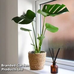 Monstera Deliciosa (House Plant) -Plant Seed Store MONS DELICIOSA T43814