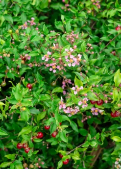 Dwarf Barbados Cherry (Malpighia Glabra ‘Nana’)