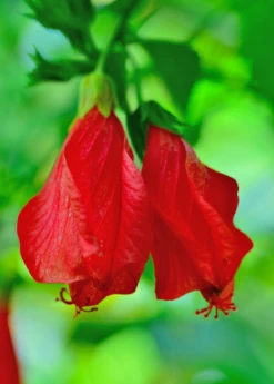 Turk's Cap (Malvaviscus Arboreus) -Plant Seed Store Malvaviscusarboreus turkscapedibleflowersowexotic