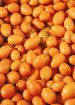 Meiwa Kumquat (Citrus Crassifolia 'Meiwa')