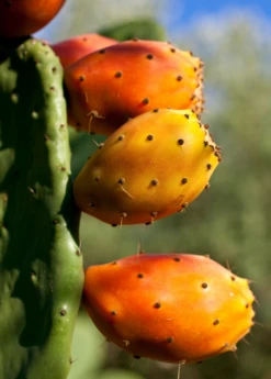 Prickly Pear (Opuntia Ficus-indica) -Plant Seed Store Mexican Tuna Prickly Pear Sale Sow Exotic Nursery