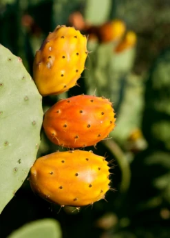 Prickly Pear (Opuntia Ficus-indica) -Plant Seed Store Mexican Tuna Prickly Pear Sale Sow Exotic Nursery 1