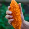 Bitter Melon, Indian (Momordica Charantia)
