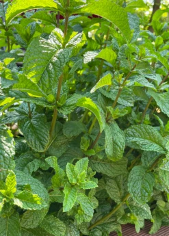 Moroccan Mint (Mentha Spicata) 9 Moroccan Mint (Mentha Spicata) -Plant Seed Store MoraccanMintPlantsforSale SowExotic.com