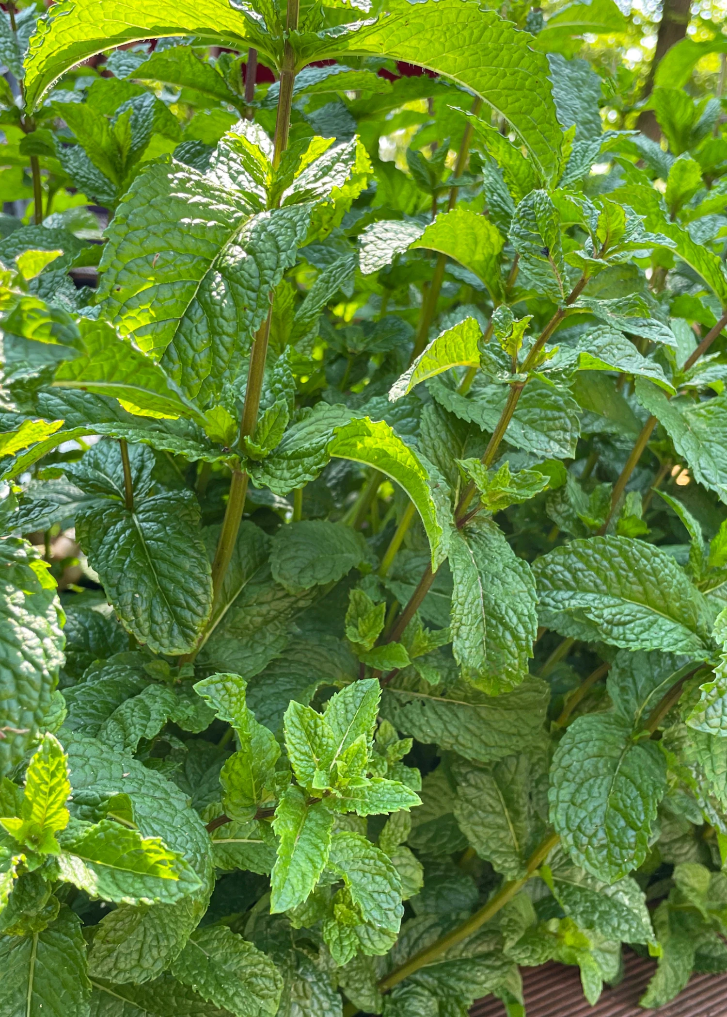 Moroccan Mint (Mentha Spicata) 5 Moroccan Mint (Mentha Spicata) - Image 5