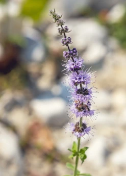 Moroccan Mint (Mentha Spicata) 8 Moroccan Mint (Mentha Spicata) -Plant Seed Store MoraccanMintPlantsforSale SowExotic.com 1