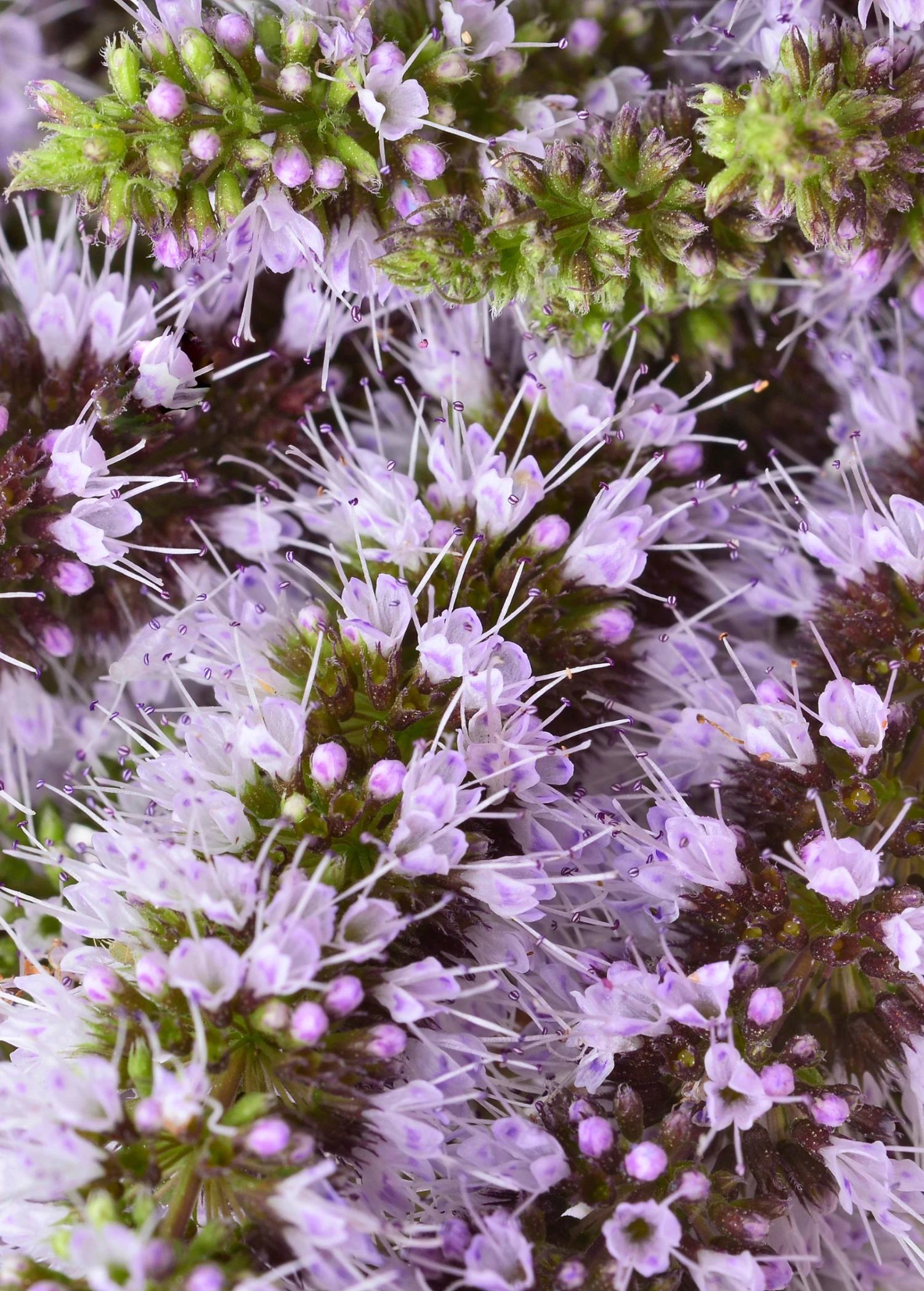 Moroccan Mint (Mentha Spicata) 3 Moroccan Mint (Mentha Spicata) - Image 3