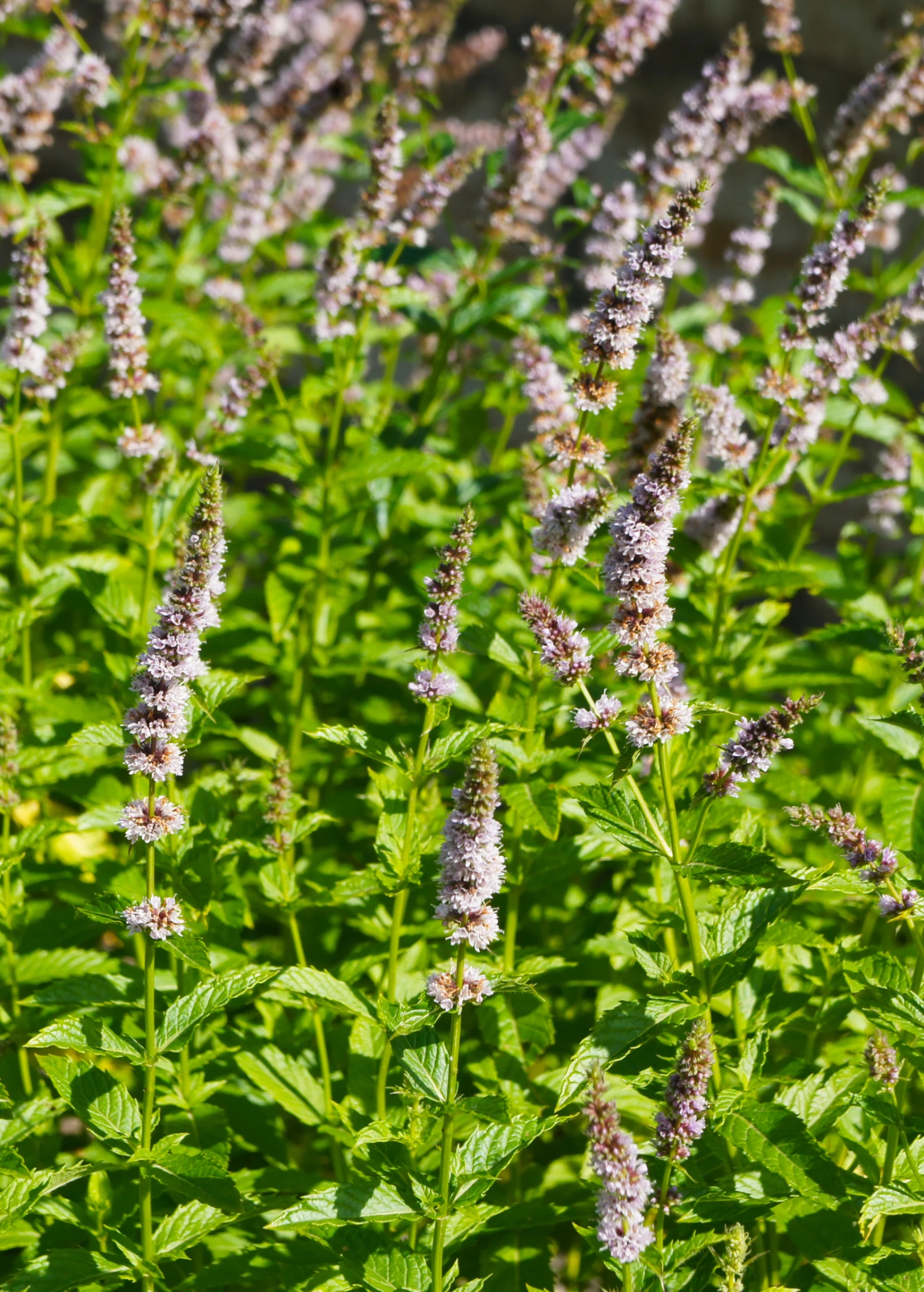 Moroccan Mint (Mentha Spicata) 2 Moroccan Mint (Mentha Spicata) - Image 2