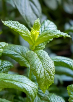 Moroccan Mint (Mentha Spicata)