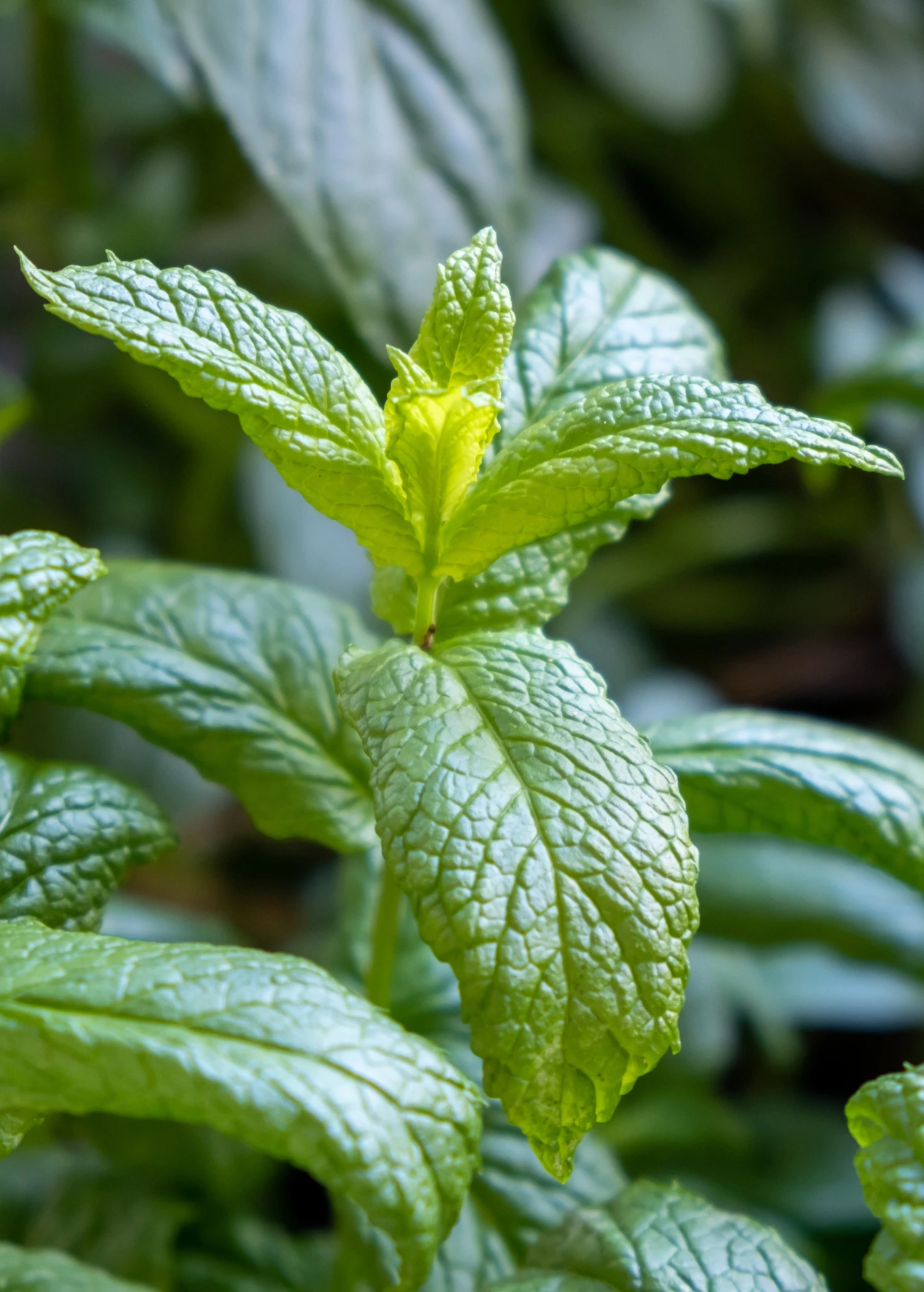 Moroccan Mint (Mentha Spicata) 1 Moroccan Mint (Mentha Spicata)