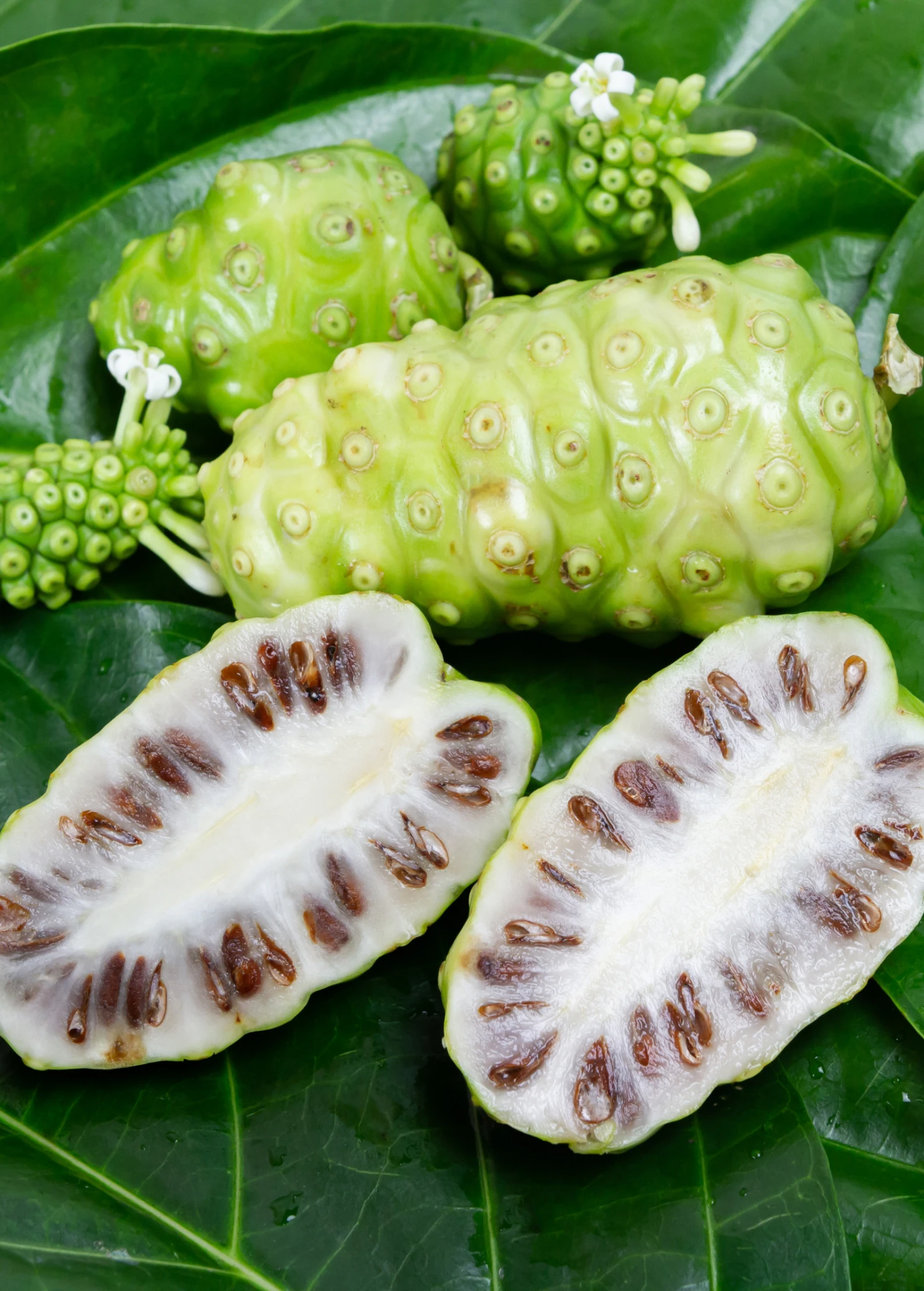 Noni (Morinda Citrifolia) 1 Noni (Morinda Citrifolia)