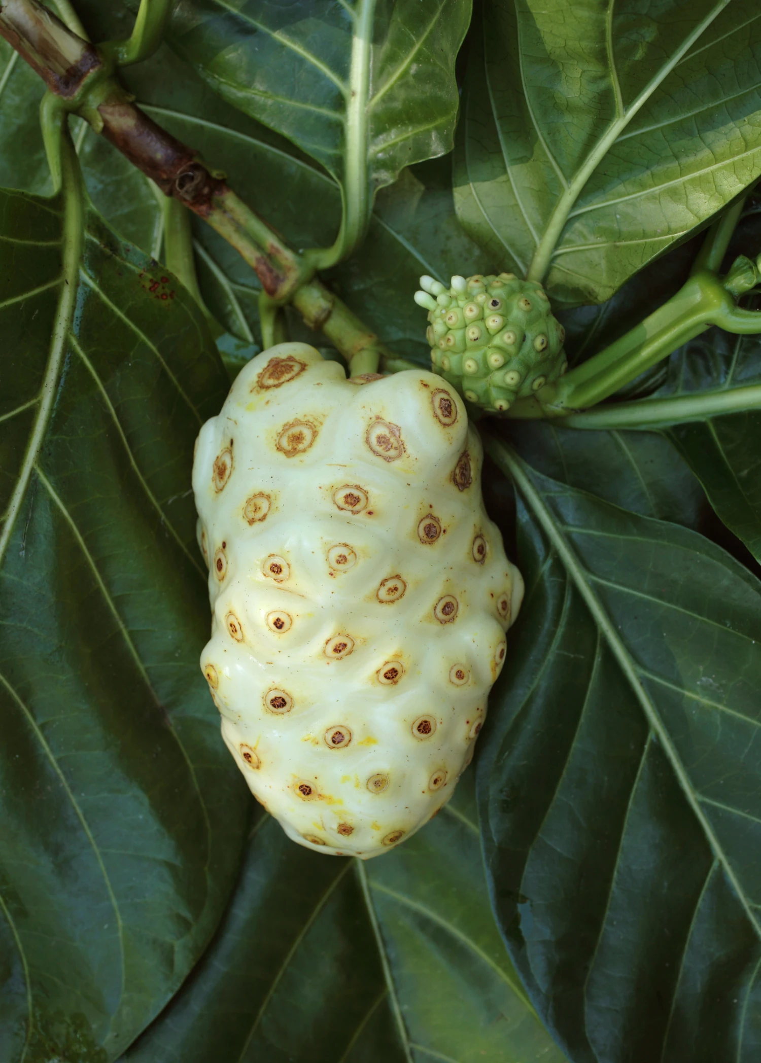 Noni (Morinda Citrifolia) 3 Noni (Morinda Citrifolia) - Image 3