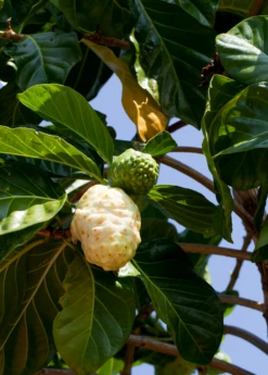 Noni (Morinda Citrifolia) 11 Noni (Morinda Citrifolia) -Plant Seed Store Morindacitrifolianonifruittreeforsalesowexotic 4