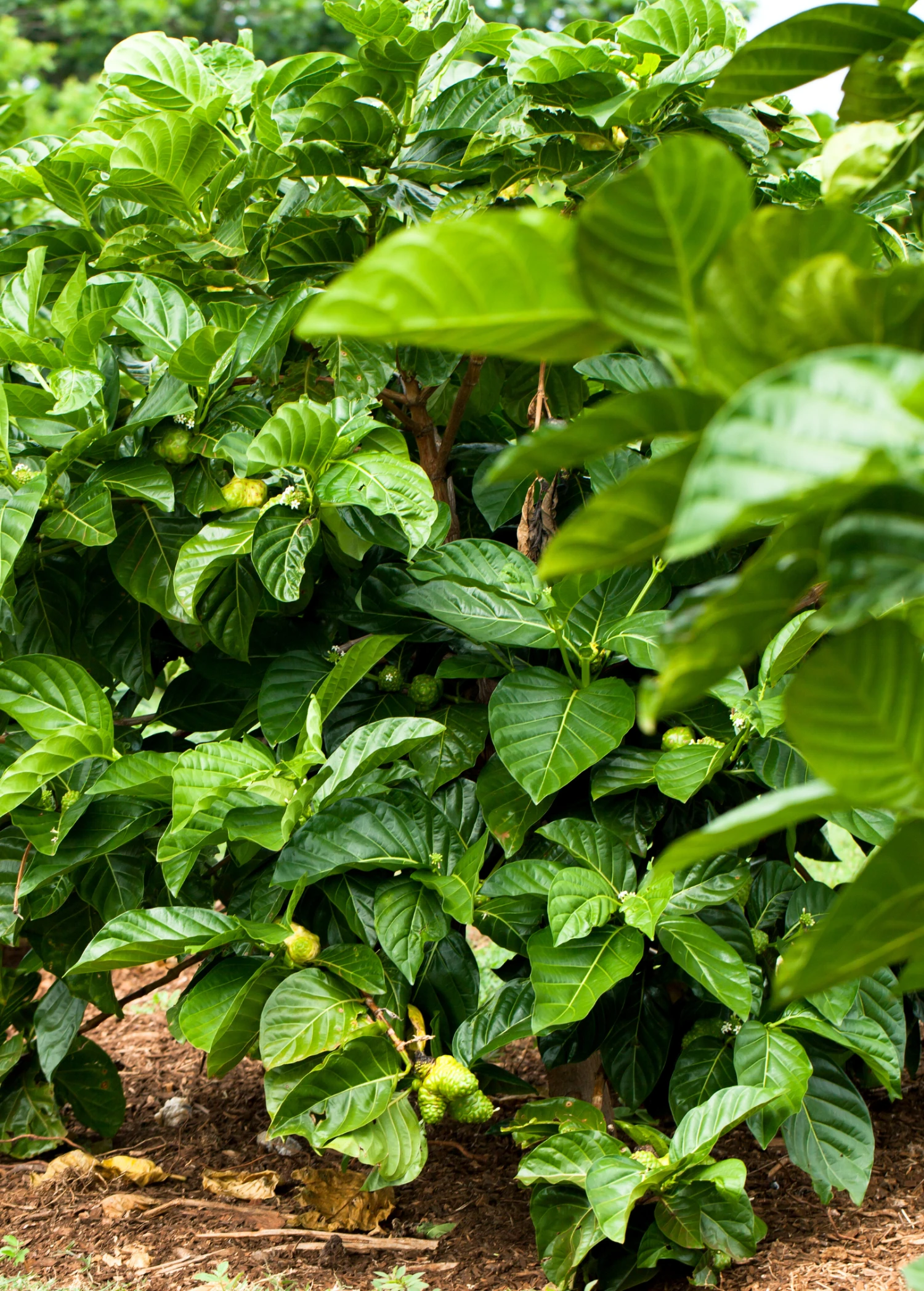 Noni (Morinda Citrifolia) 7 Noni (Morinda Citrifolia) - Image 7