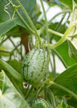 Mouse Melon (Melothria Scabra) -Plant Seed Store MouseMelonplantforsale Melothriascabra SowExotic.com 1