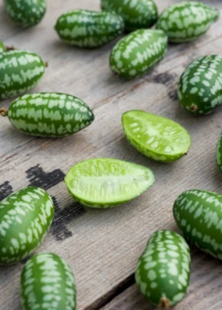 Mouse Melon (Melothria Scabra) -Plant Seed Store MouseMelonplantforsale Melothriascabra SowExotic.com 5