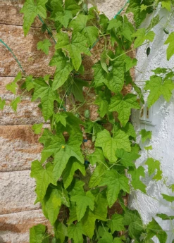 Mouse Melon (Melothria Scabra) -Plant Seed Store MouseMelonplantforsale Melothriascabra SowExotic.com 6