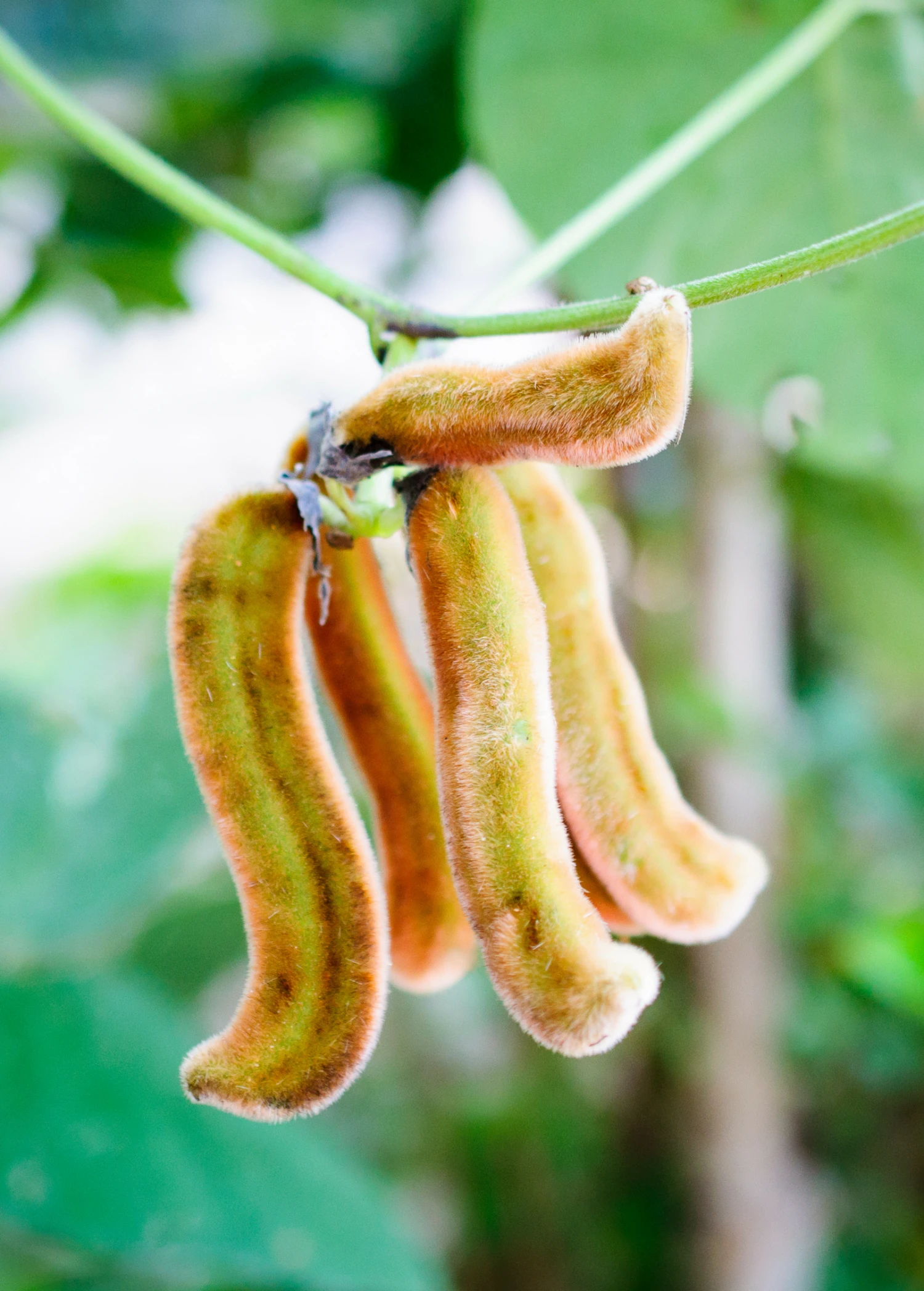 Velvet Bean (Mucuna Pruriens) 1 Velvet Bean (Mucuna Pruriens)