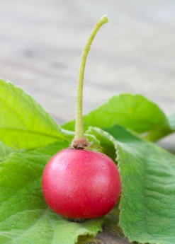 Strawberry Tree, Red (Muntingia Calabura) -Plant Seed Store Muntingia calabura strawberry tree fruit closeup
