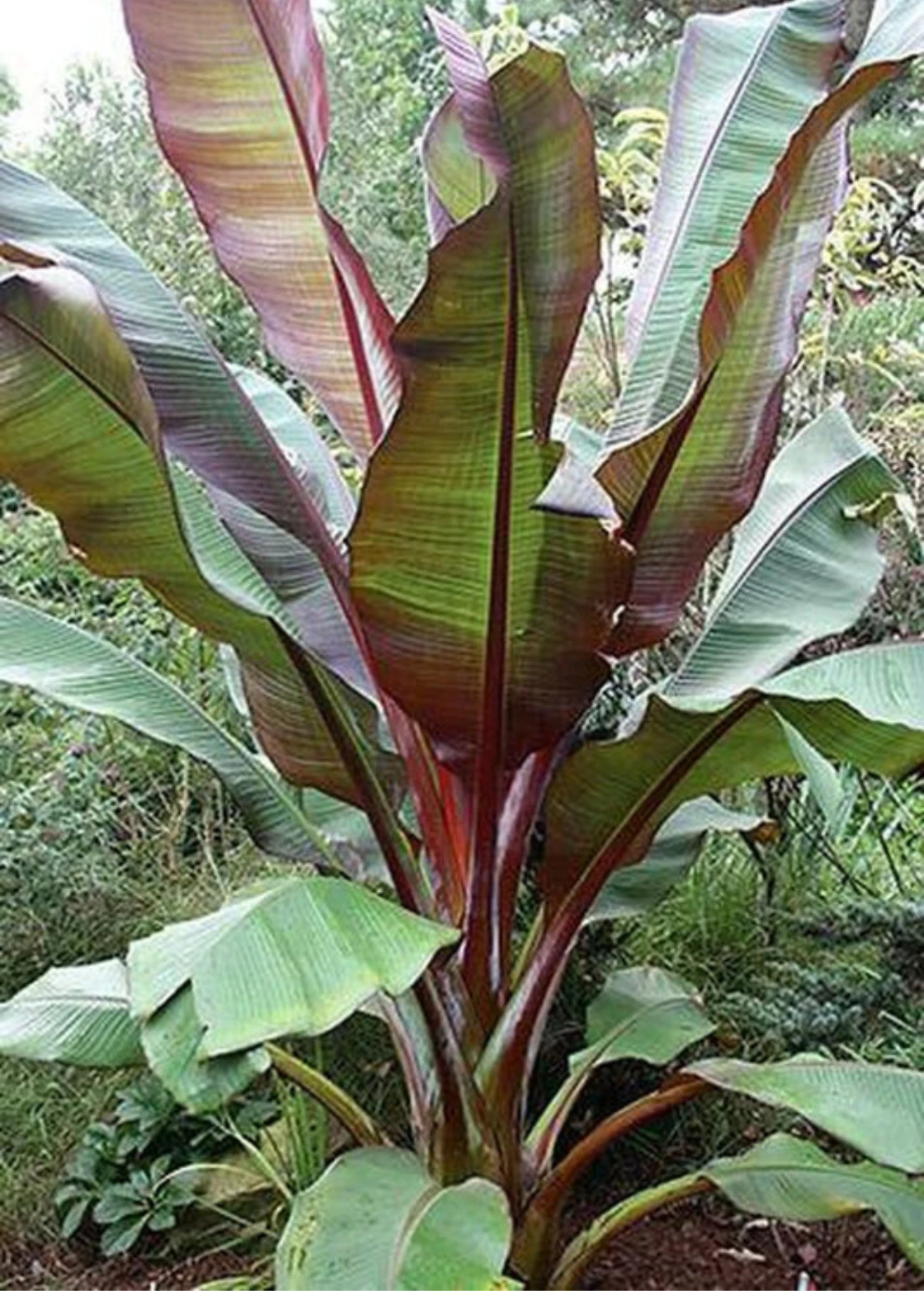 Banana 'Siam Ruby' (Musa Acuminata) 1 Banana 'Siam Ruby' (Musa Acuminata)