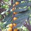 Yellow Jaboticaba (Myrciaria Glazioviana Cabeluda)