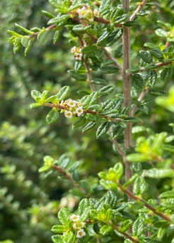 Moujean Tea, Bahama Berry (Nashia Inaguensis) -Plant Seed Store Nashiainaguensissowexoticliveplantmoujeantea