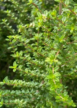 Moujean Tea, Bahama Berry (Nashia Inaguensis) -Plant Seed Store Nashiainaguensissowexoticliveplantmoujeantea 1