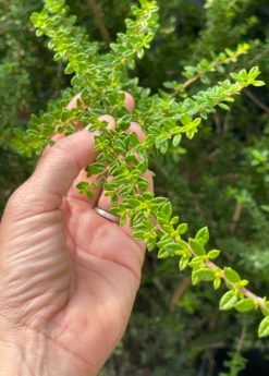 Moujean Tea, Bahama Berry (Nashia Inaguensis) -Plant Seed Store Nashiainaguensissowexoticliveplantmoujeantea 4