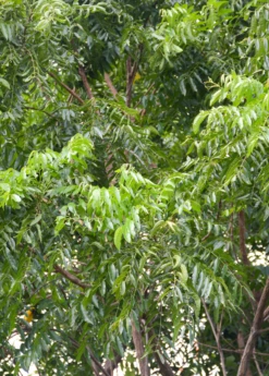 Neem Tree (Azadirachta Indica) -Plant Seed Store Neem Sow Exotic Plant Nursery 2