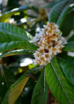 Loquat 'Italy' (Eriobotrya Japonica) 5 Loquat 'Italy' (Eriobotrya Japonica) -Plant Seed Store NespoloItalianLoquat