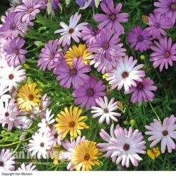 Osteospermum 'Falling Stars'™ -Plant Seed Store OSTE 69595V A h