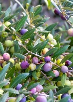 Olive 'Arbequina' (Olea Europea) 10 Olive 'Arbequina' (Olea Europea) -Plant Seed Store Olive Arbequina Oleaeuropea liveplantforsalesowexotic 1