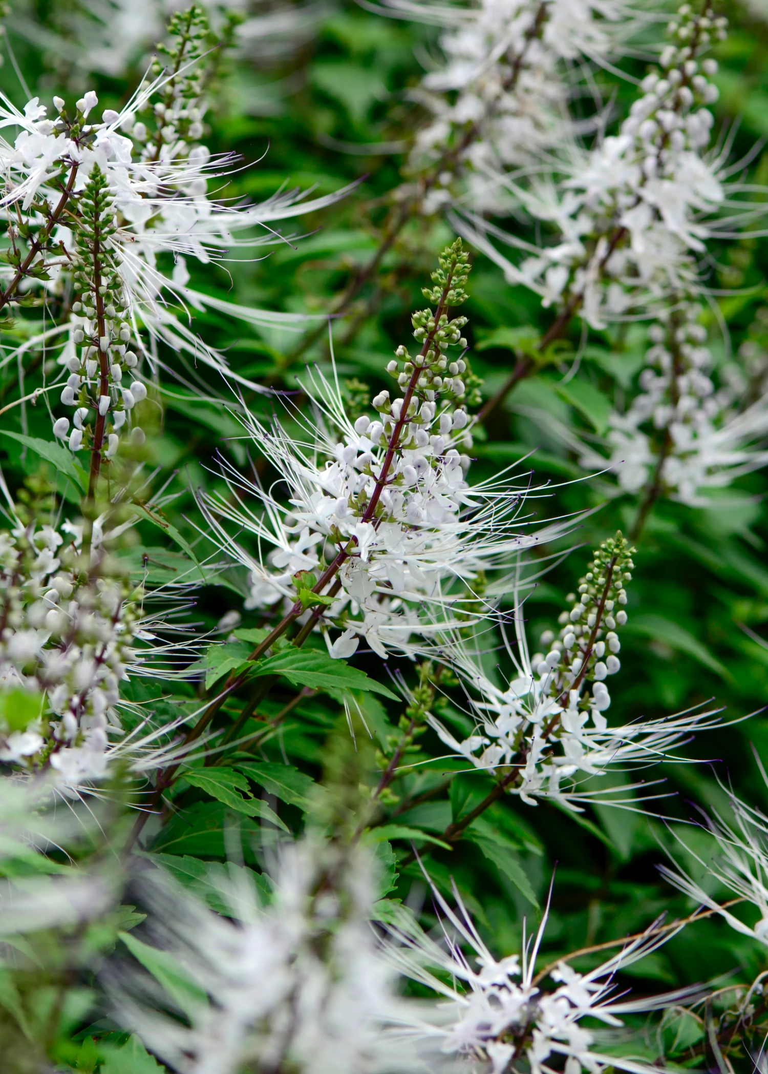 Java Tea (Orthosiphon Stamineus) 1 Java Tea (Orthosiphon Stamineus)