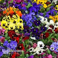 Pansy 'Universal Mixed' F1 Hybrid -Plant Seed Store PANS 68090 B