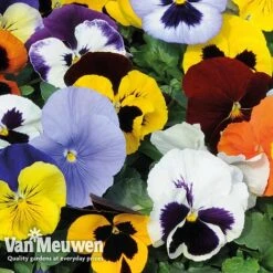 Pansy 'Summertime Mix' (Garden Ready) -Plant Seed Store PANS T69424 C