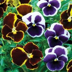 Pansy 'Eclipse' Collection