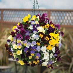 Pansy Cool Wave -Plant Seed Store PANS VKA1191 C