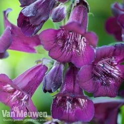 Penstemon 'Ice Cream Collection' 17 Penstemon 'Ice Cream Collection' -Plant Seed Store PENS V48835 A1