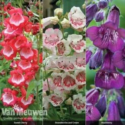 Penstemon 'Ice Cream Collection' 14 Penstemon 'Ice Cream Collection' -Plant Seed Store PENS V48836 A