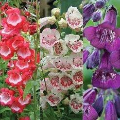 Penstemon 'Ice Cream Collection' 19 Penstemon 'Ice Cream Collection' -Plant Seed Store PENS V48836 NOW1