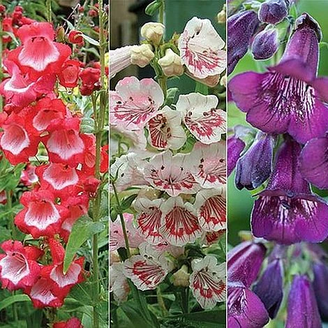 Penstemon 'Ice Cream Collection' 10 Penstemon 'Ice Cream Collection' - Image 10