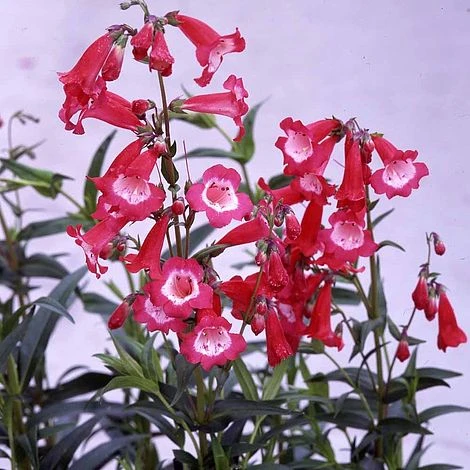 Penstemon 'Etna' 1 Penstemon 'Etna'