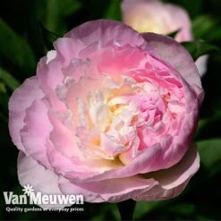 Peony Collection 7 Peony Collection -Plant Seed Store PEO V73269 C